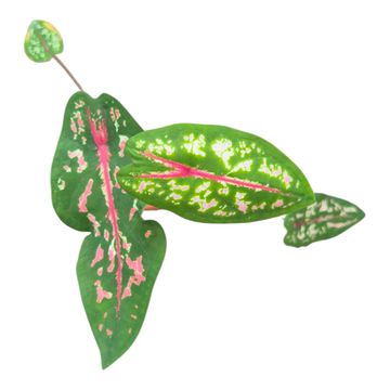 Caladium picturatum