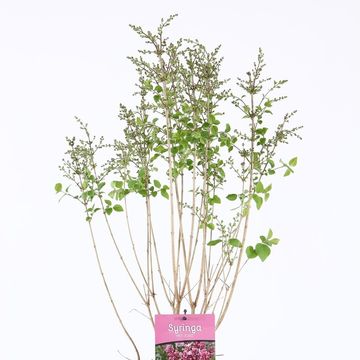 Syringa 'Josée'
