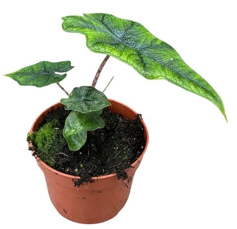 Alocasia 'Jacklyn'