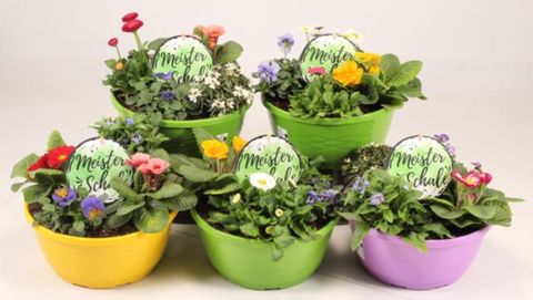 Arrangement Outdoor plants MIX IN POT