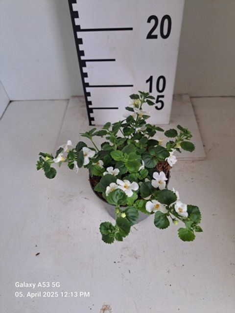 Sutera cordata SCOPIA MIX