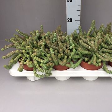 Crassula 'Hottentot'