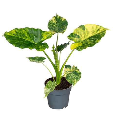 Алоказія gageana 'Aurea'