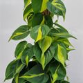 Filodendro scandens 'Brasil'