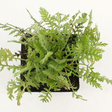 Achillea filipendulina 'Cloth of Gold'