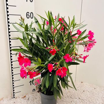 Nerium oleander