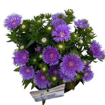 Stokesia laevis 'Mels Blue'