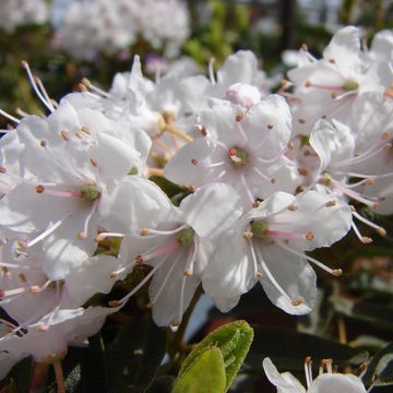 Rhododendron impeditum 'Album'