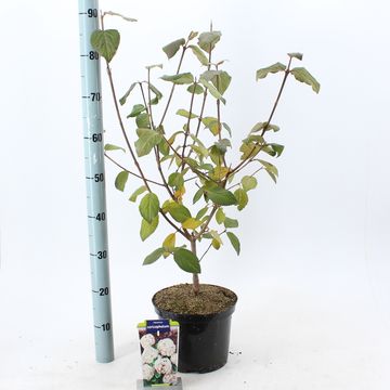 Viburnum carlcephalum