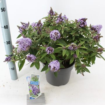 Buddleja davidii BUTTERFLY CANDY LILA SWEETHEART