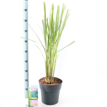 Cortaderia selloana 'Pink Feather'