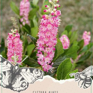 Clethra alnifolia 'Ruby Spice'