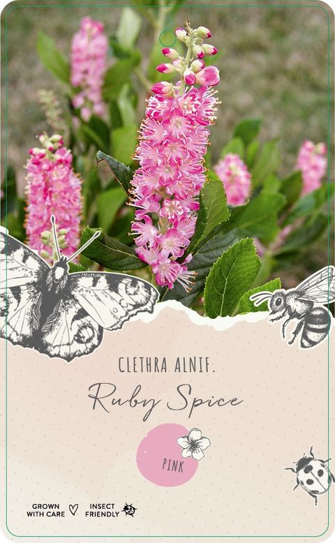 Clethra alnifolia 'Ruby Spice'