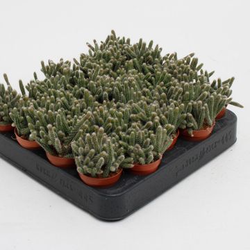 Rhipsalis baccifera horrida