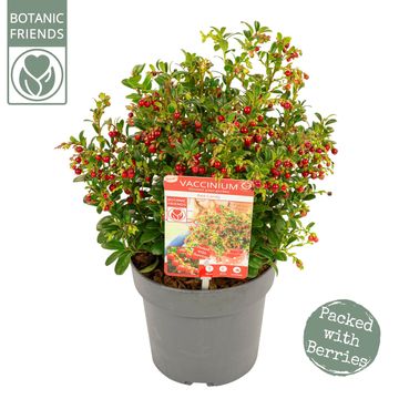 Vaccinium vitis-idaea 'Red Candy'