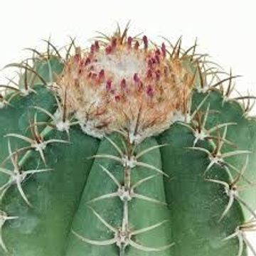 Melocactus matanzanus