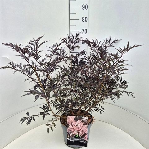 Sambucus nigra BLACK LACE