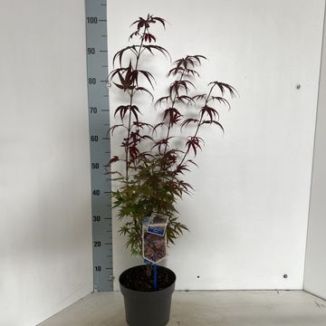 Acer palmatum 'Pixie'