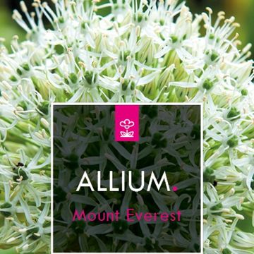 Allium stipitatum 'Mount Everest'