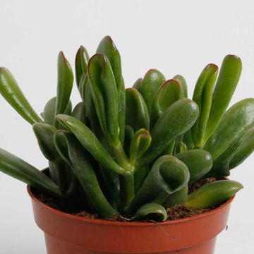 Crassula ovata 'Gollum'