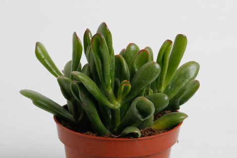 Crassula ovata 'Gollum'
