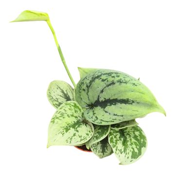 Scindapsus 'Green Anaconda'