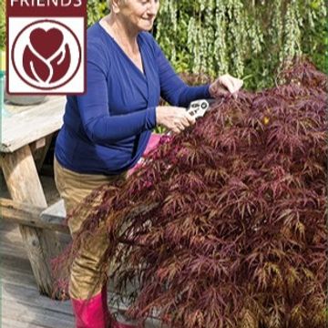 Acer palmatum 'Garnet'