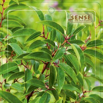 Prunus lusitanica 'Angustifolia'