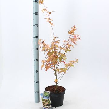 Acer palmatum 'Оранж Дрим'