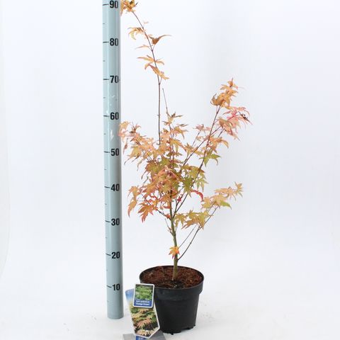 Acer palmatum 'Оранж Дрим'