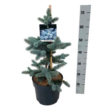 Picea pungens 'Oldenburg'