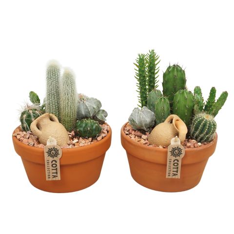 Composizione Cactus