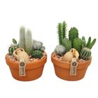 Arrangement Cactus