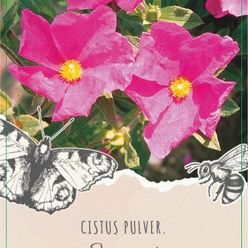 Cistus x pulverulentus