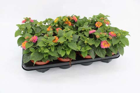 Lantana camara HAVANA MIX IN POT