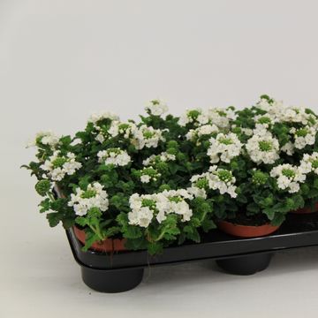 Verbena LASCAR WHITE