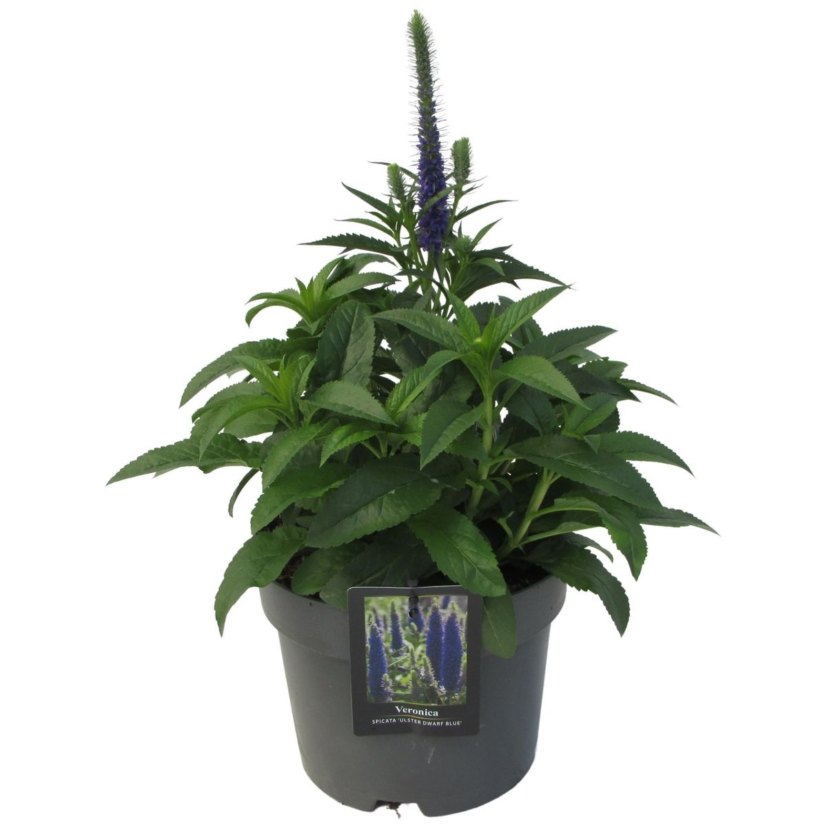 Veronica spicata 'Ulster Dwarf Blue' — Plant Wholesale FlorAccess