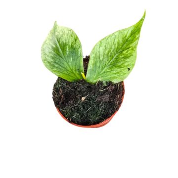 Hoya polyneura 'Broget'