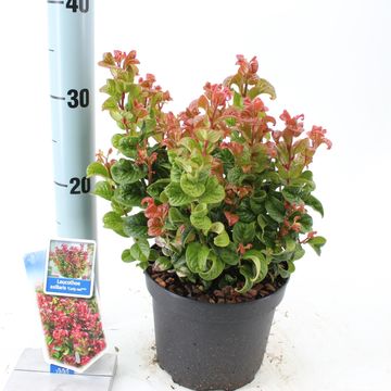 Leucothoe axillaris 'Курли Ред'