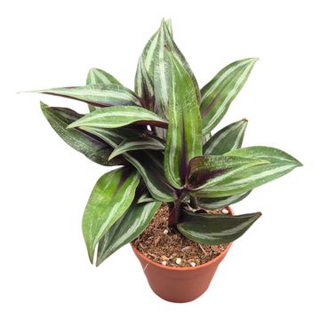 Dichorisandra musaica