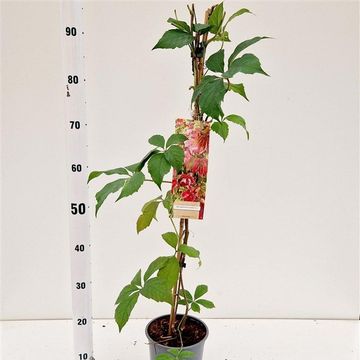 Parthenocissus quinquefolia