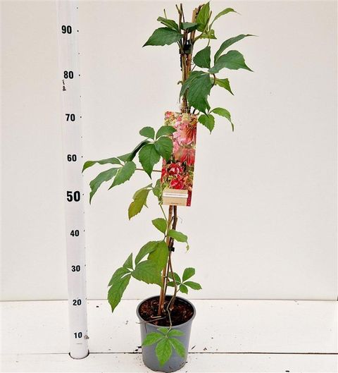Parthenocissus quinquefolia