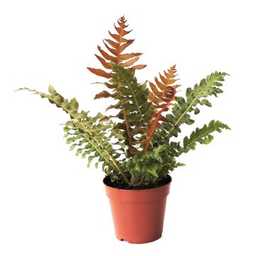 Blechnum brasiliense 'Volcano'