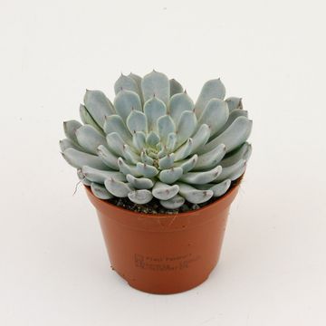 Echeveria derenbergii