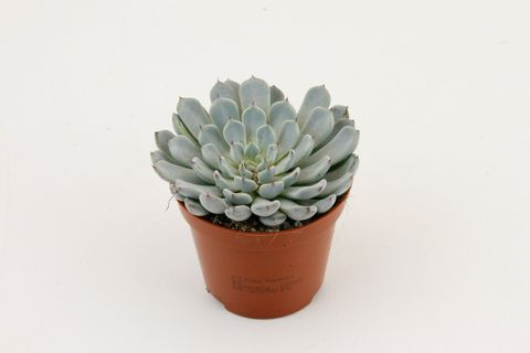 Echeveria derenbergii