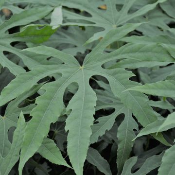 Fatsia polycarpa 'Green Fingers'