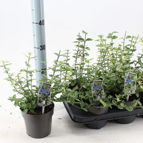 Euonymus fortunei 'Harlequin'