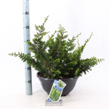 Chamaecyparis obtusa 'Teddy Bear'