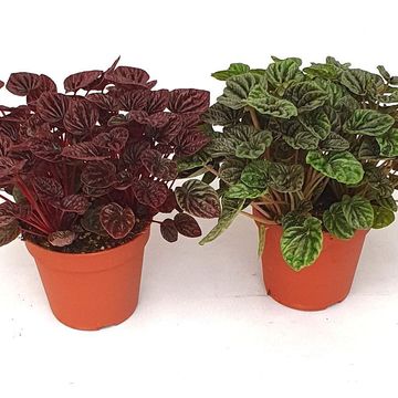 Peperomia caperata MIX