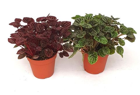 Peperomia caperata MIX